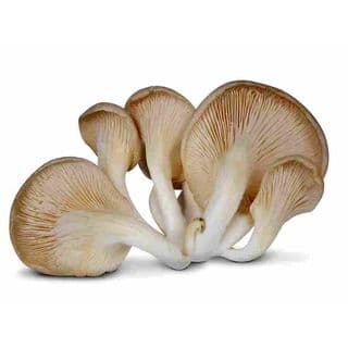 Oyster Mushrooms